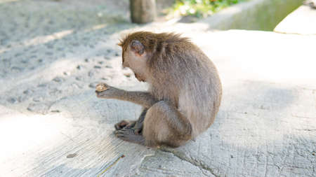 behavior of monkeys in nature, reproduction and care for offspring. Tourist contact reserves with primatesの写真素材
