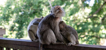 family of primates in nature. Protected tourist areas with primatesの写真素材