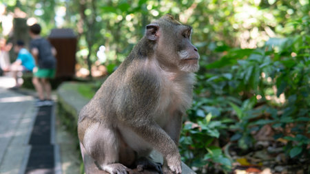 family of primates in nature. Protected tourist areas with primatesの写真素材