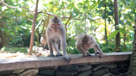 behavior of monkeys in nature, reproduction and care for offspring. Tourist contact reserves with...