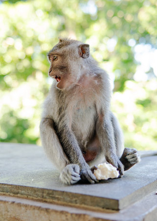 family of primates in nature. Protected tourist areas with primatesの写真素材