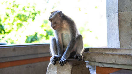 behavior of monkeys in nature, reproduction and care for offspring. Tourist contact reserves with primatesの写真素材