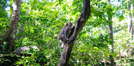 behavior of monkeys in nature, reproduction and care for offspring. Tourist contact reserves with primatesの写真素材