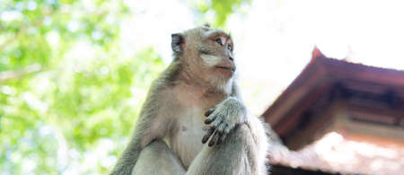 behavior of monkeys in nature, reproduction and care for offspring. Tourist contact reserves with primatesの写真素材