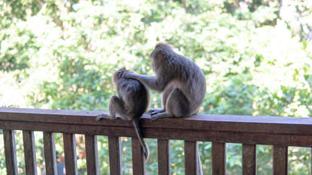 behavior of monkeys in nature, reproduction and care for offspring. Tourist contact reserves with primatesの写真素材