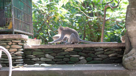 behavior of monkeys in nature, reproduction and care for offspring. Tourist contact reserves with primatesの写真素材