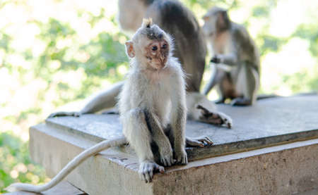 behavior of monkeys in nature, reproduction and care for offspring. Tourist contact reserves with primatesの写真素材