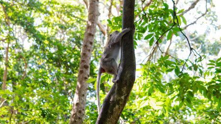 family of primates in nature. Protected tourist areas with primatesの写真素材