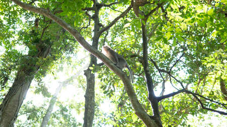 behavior of monkeys in nature, reproduction and care for offspring. Tourist contact reserves with primatesの写真素材