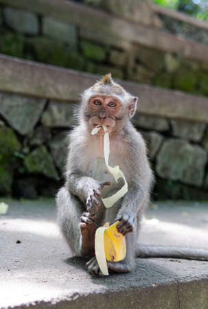 behavior of monkeys in nature, reproduction and care for offspring. Tourist contact reserves with primatesの写真素材