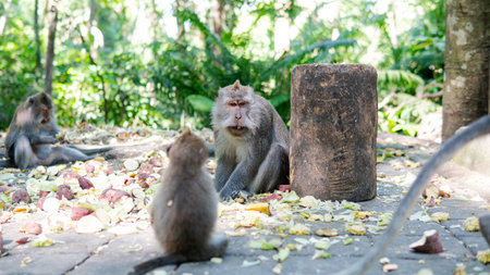 behavior of monkeys in nature, reproduction and care for offspring. Tourist contact reserves with primatesの写真素材