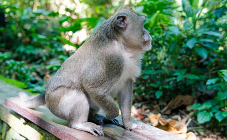 behavior of monkeys in nature, reproduction and care for offspring. Tourist contact reserves with primatesの写真素材
