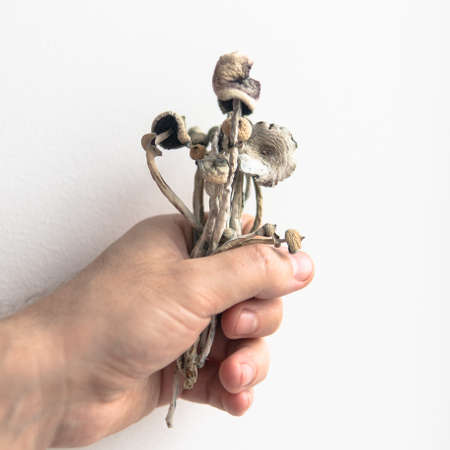 Strains of psilocybin mushrooms close-upの写真素材