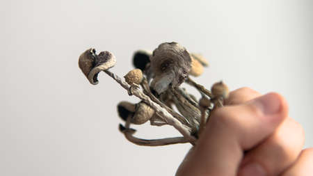 Biohacking and brain development with magic mushrooms close-upの写真素材