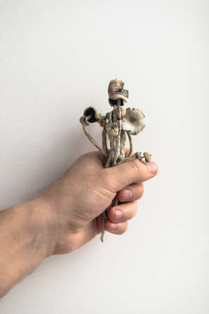 psychedelic mushrooms on a white background. Medical research of psilocybin mushroomsの写真素材