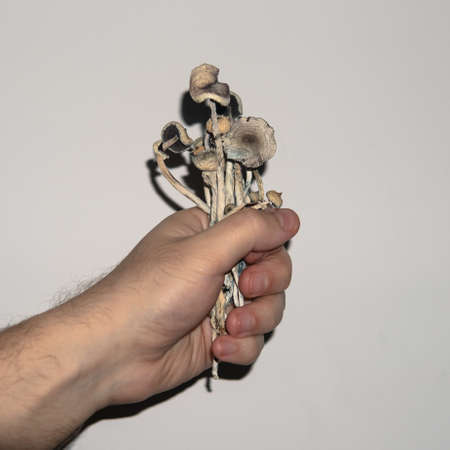 Biohacking and brain development with magic mushrooms close-upの写真素材