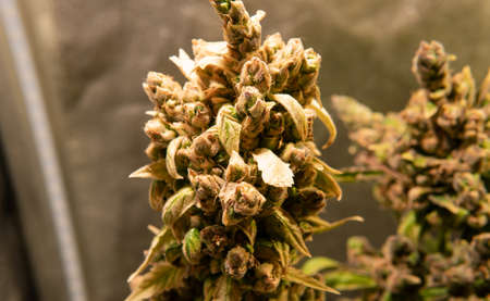 legalization of marijuana in the world. Recreational use of marijuanaの写真素材