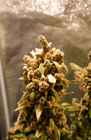 legalization of marijuana in the world. Recreational use of marijuanaの写真素材