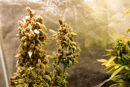 legalization of marijuana in the world. Recreational use of marijuanaの写真素材