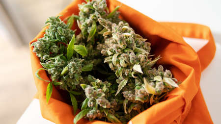 legalization of marijuana in the world. Recreational use of marijuanaの写真素材