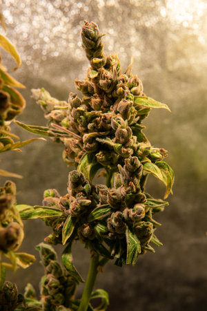 fresh harvest of marijuana. Recreational marijuana cultivation in the worldの写真素材