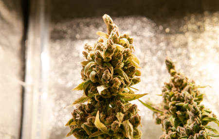 fresh harvest of marijuana. Recreational marijuana cultivation in the worldの写真素材