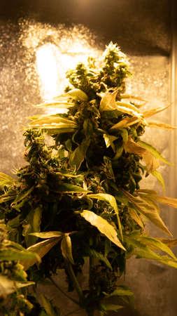 fresh harvest of marijuana. Recreational marijuana cultivation in the worldの写真素材