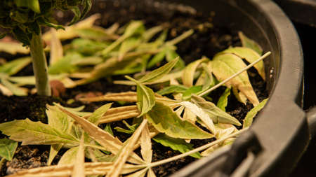 fresh harvest of marijuana. Recreational marijuana cultivation in the worldの写真素材