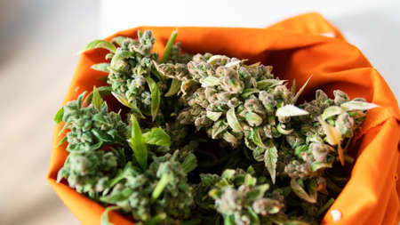 fresh harvest of marijuana. Recreational marijuana cultivation in the worldの写真素材