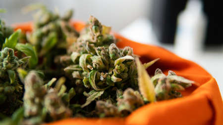 fresh harvest of marijuana. Recreational marijuana cultivation in the worldの写真素材