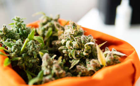 fresh harvest of marijuana. Recreational marijuana cultivation in the worldの写真素材