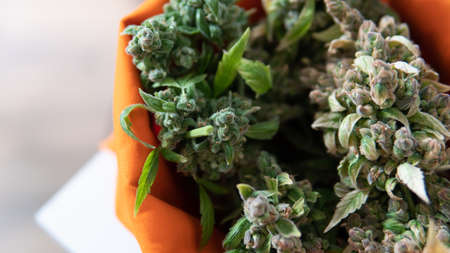 fresh harvest of marijuana. Recreational marijuana cultivation in the worldの写真素材