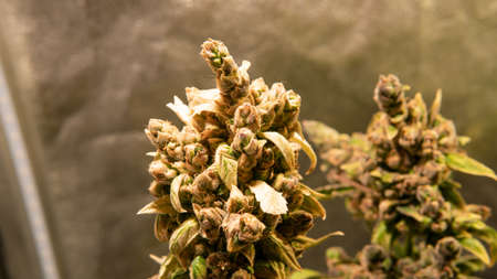 fresh harvest of marijuana. Recreational marijuana cultivation in the worldの写真素材
