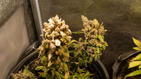 fresh harvest of marijuana. Recreational marijuana cultivation in the worldの写真素材