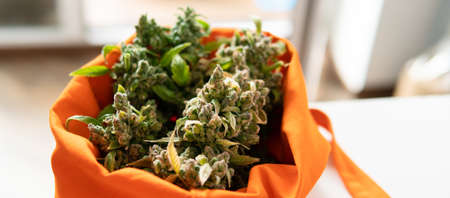 fresh harvest of marijuana. Recreational marijuana cultivation in the worldの写真素材