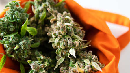 fresh harvest of marijuana. Recreational marijuana cultivation in the worldの写真素材