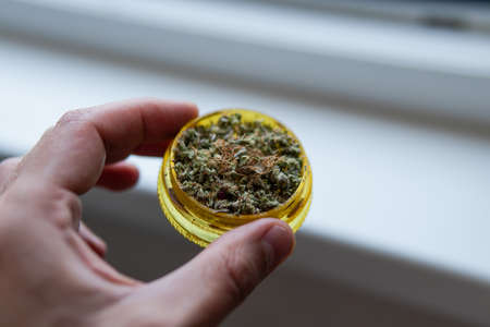 cultivation of exotic cultures of mushrooms. hericium erinaceusの写真素材