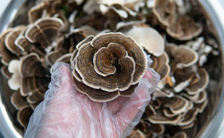 cultivation of exotic cultures of mushrooms. hericium erinaceusの写真素材