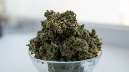 cultivation of exotic cultures of mushrooms. hericium erinaceusの写真素材