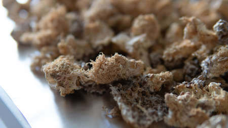 dried fruiting bodies of Hericium erinaceus mushroom close-upの写真素材