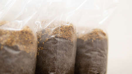 dried fruiting bodies of Hericium erinaceus mushroom close-upの写真素材