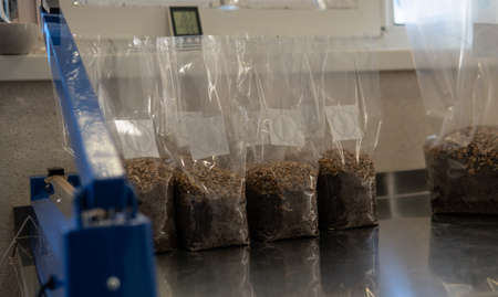 fruiting bodies before drying in a dehydrator. Health benefits of Lion's mane. Hericenones and Erinacinsの写真素材
