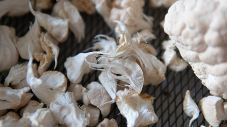 fruiting bodies before drying in a dehydrator. Health benefits of Lion's mane. Hericenones and Erinacinsの写真素材