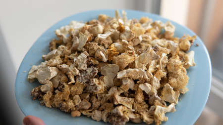 fruiting bodies before drying in a dehydrator. Health benefits of Lion's mane. Hericenones and Erinacinsの写真素材
