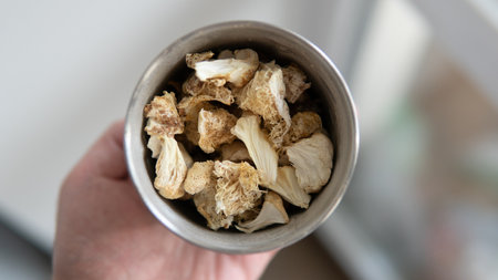 fruiting bodies before drying in a dehydrator. Health benefits of Lion's mane. Hericenones and Erinacinsの写真素材
