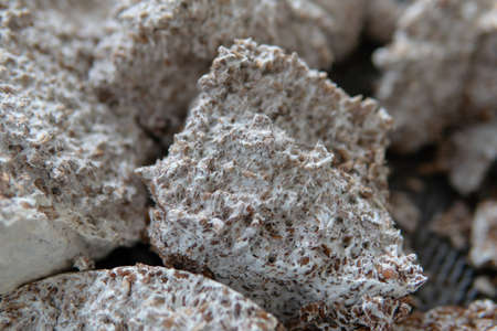 fruiting bodies before drying in a dehydrator. Health benefits of Lion's mane. Hericenones and Erinacinsの写真素材