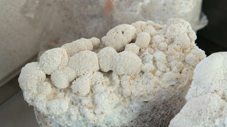 production of food additives from mushrooms. Healthy mushroom dietary supplements packaged in plastic bags. Mycelial dietary supplementsの写真素材