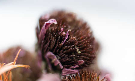 production of food additives from mushrooms. Healthy mushroom dietary supplements packaged in plastic bags. Mycelial dietary supplementsの写真素材