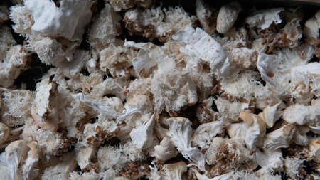 production of food additives from mushrooms. Healthy mushroom dietary supplements packaged in plastic bags. Mycelial dietary supplementsの写真素材