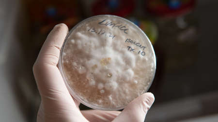 production of food additives from mushrooms. Healthy mushroom dietary supplements packaged in plastic bags. Mycelial dietary supplementsの写真素材